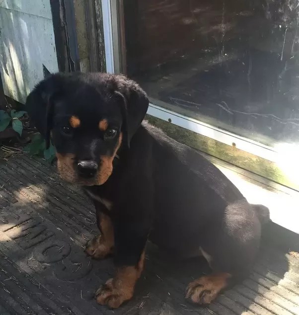 How Much Should A 3 Month Rottweiler Puppy Sleep