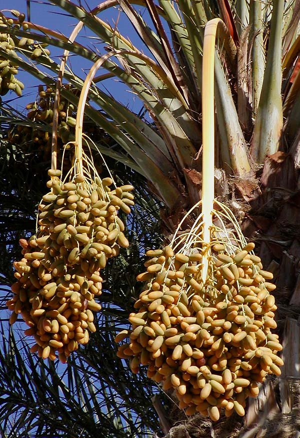 How to trim a date palm tree trunk Quora