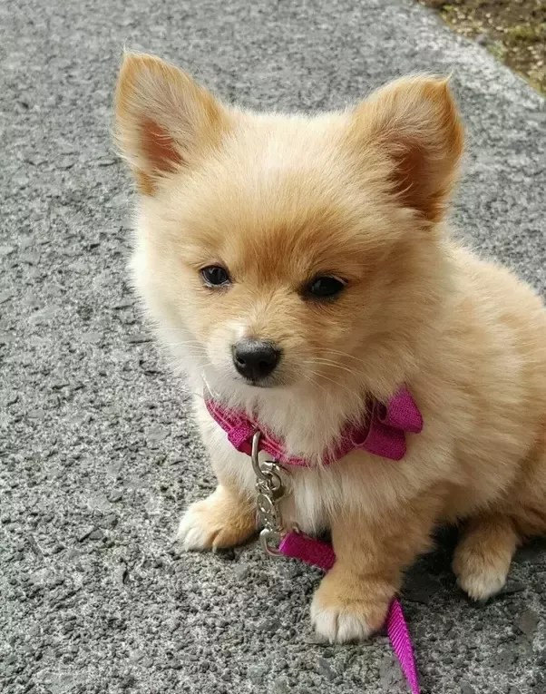 Do Dogs Really Like To Be Pet