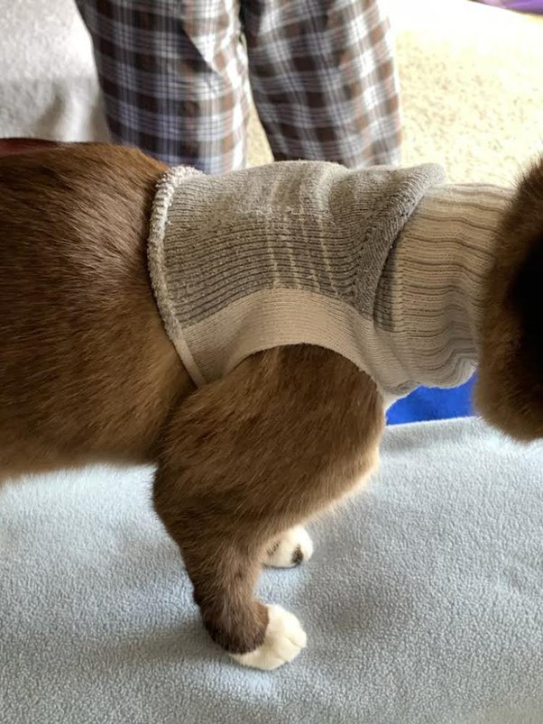 How To Keep A Dog From Scratching At Neck