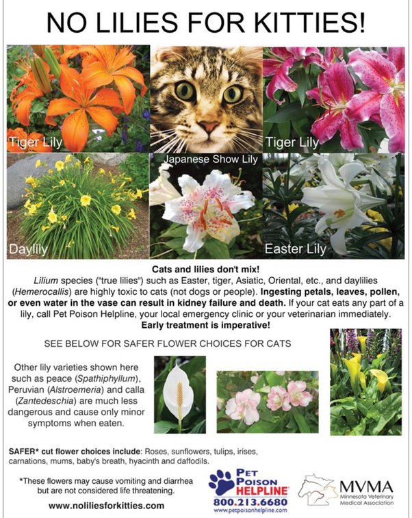 Are Carnations Poisonous To Cats And Dogs