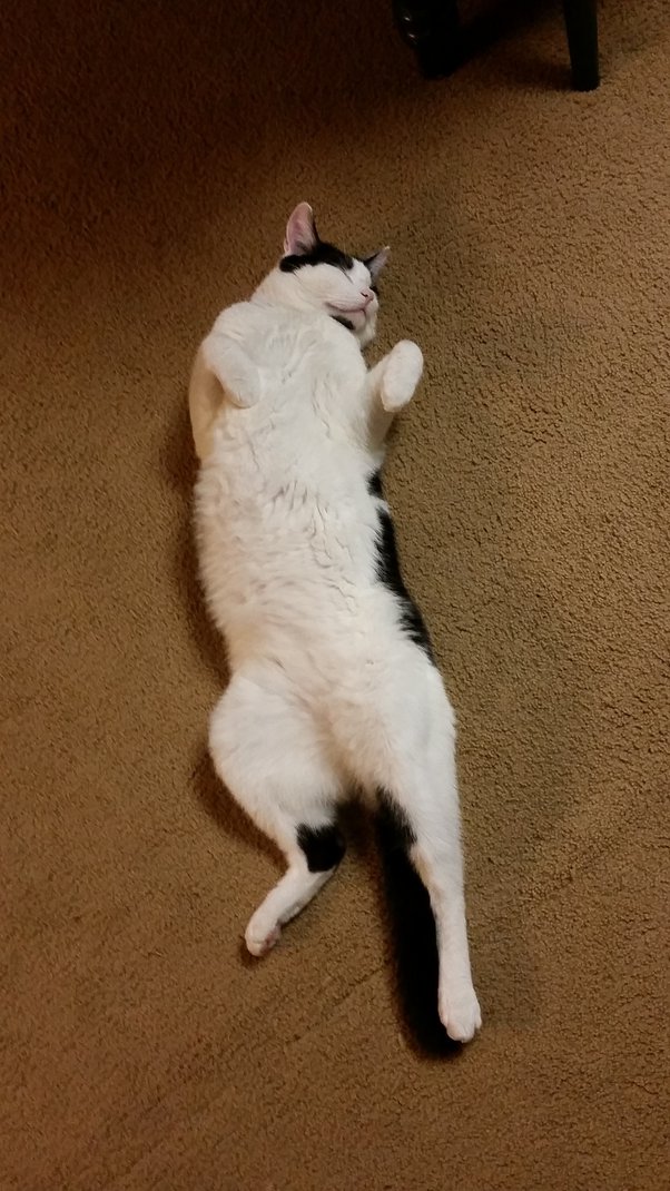 Why Don T Dogs Like It When You Touch Their Tail