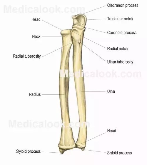 Humerus Radius Ulna Joint