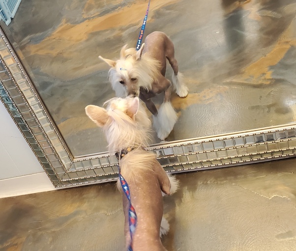 Can Dogs Understand Mirrors