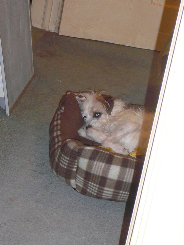 When does your dog sleep upside down? Quora