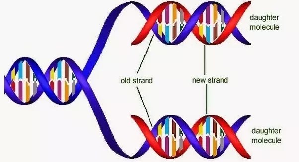 Why Is Dna Replication Is Semi-Conservative? - Quora