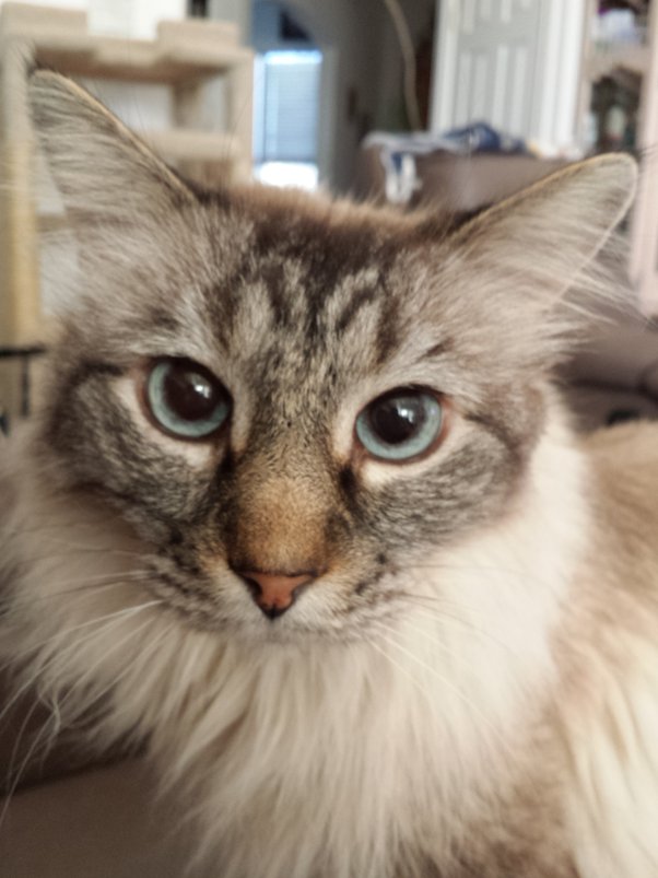 Do cats need to be spayed? Quora