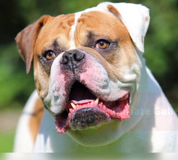 What Is A Male Dog Called In English