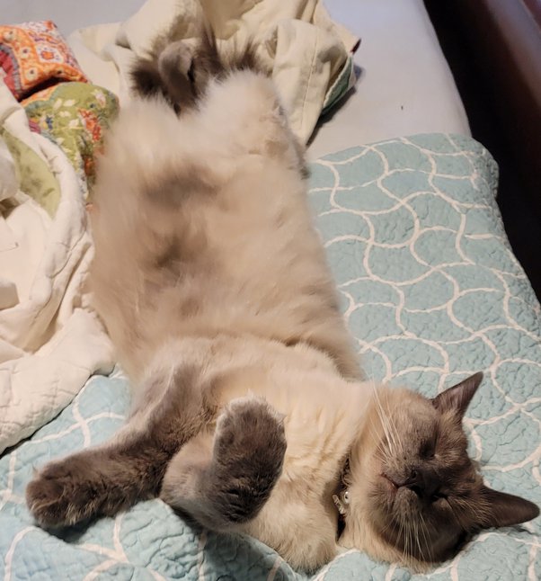 Why do cats not like their bellies rubbed? Quora