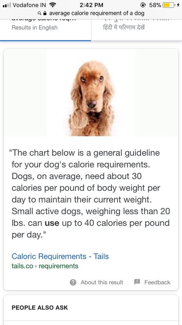 How Many Kcal Does A Dog Need Per Day