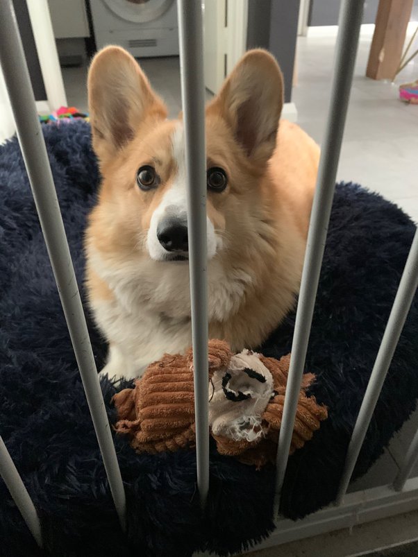 Should I Remove Dead Puppy From Mother