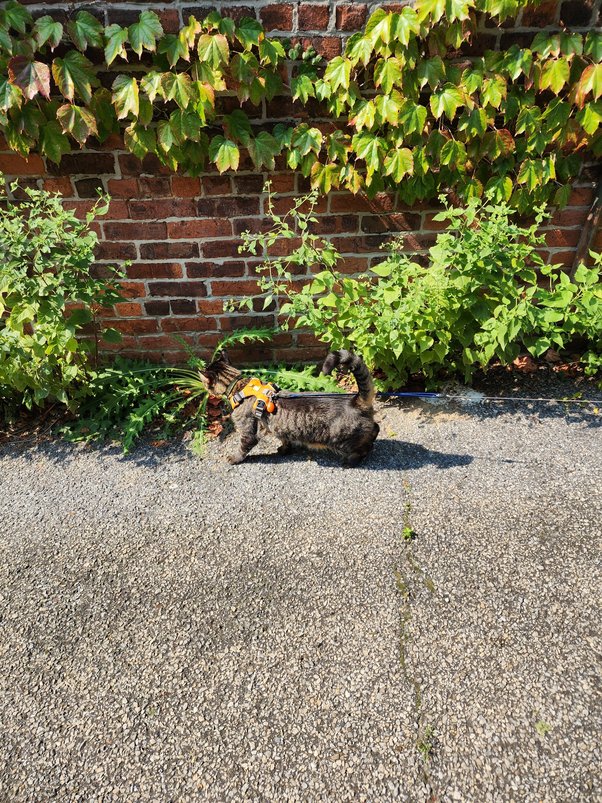 Why does your indoor cat always want to go outside? Quora