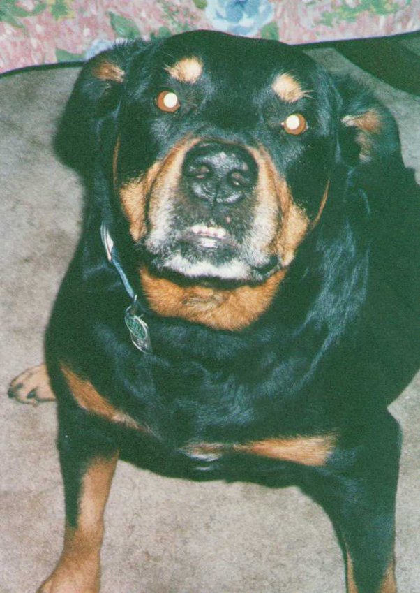 Do Dogs Understand Each Others Barks