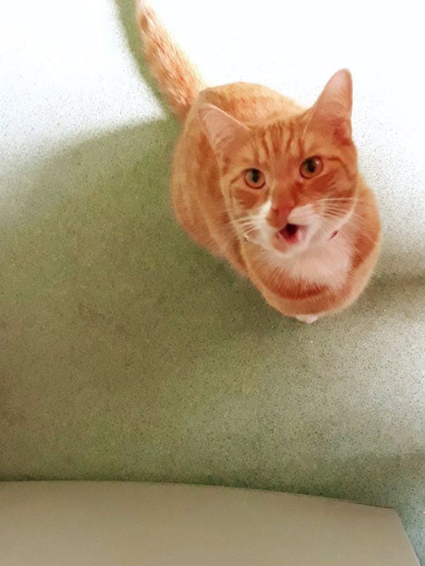 Why has my cat started to avoid me all of a sudden? Quora