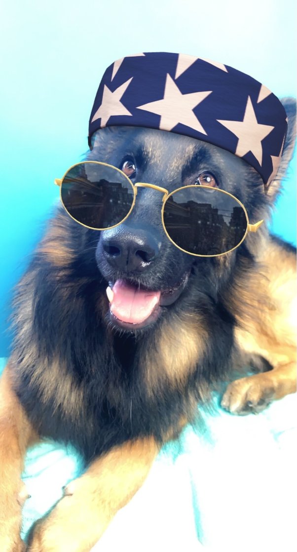 Does Walmart Allow Emotional Support Dogs