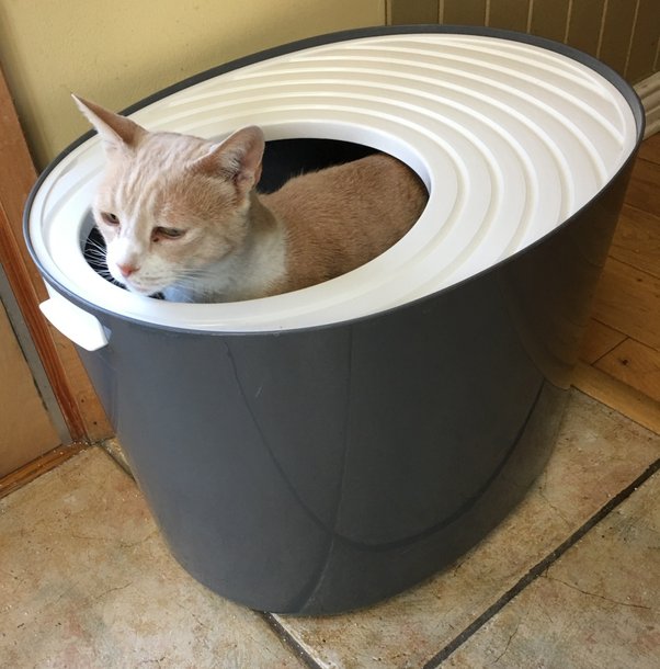 What can I give my cats to make my dog stop eating their poop out of