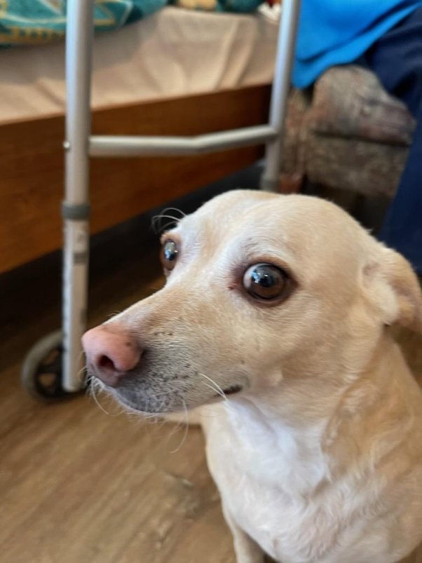 Should I call animal control for a stray animal? Quora