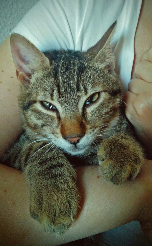 Have you ever saved the life of a feral or abandoned cat? Quora