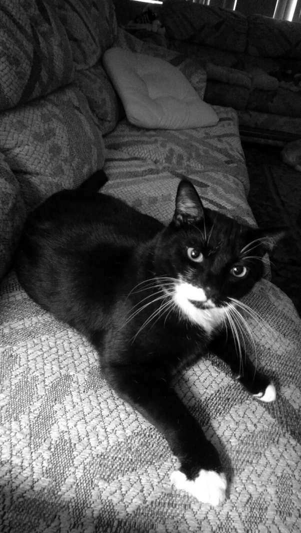 Why does my cat sleep on me even though I clearly annoy him by playing