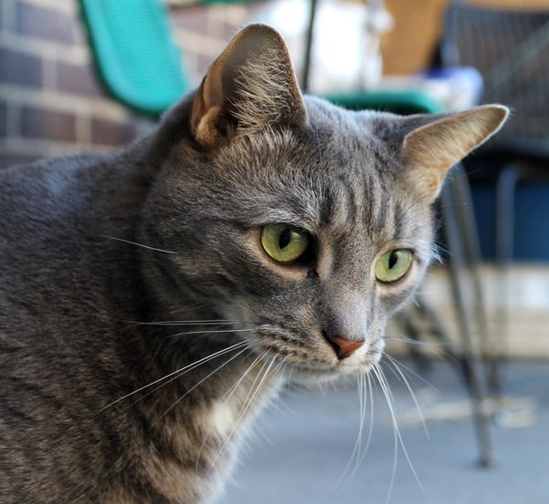 How to get a cat to stop peeing on clothes Quora