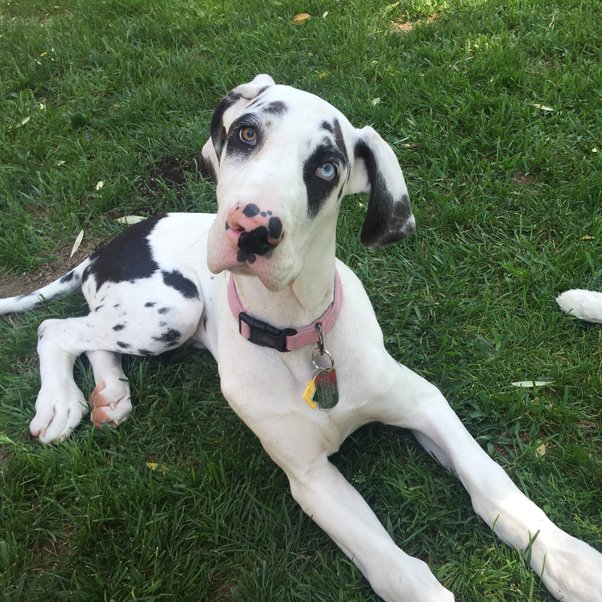 How To Keep A Dog Off Of The Counters