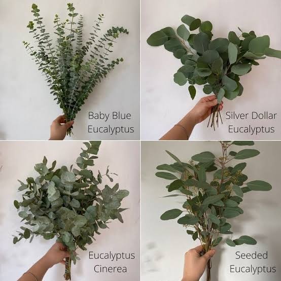 Different Types Of Eucalyptus Leaves EmbraceGardening, 54 OFF