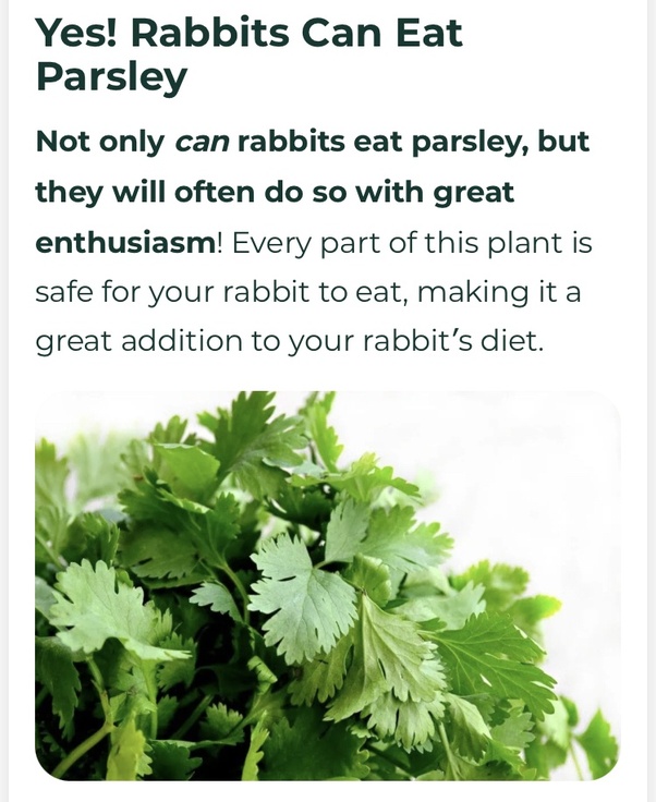 Can Rabbits Eat Parsley? Rabbitur