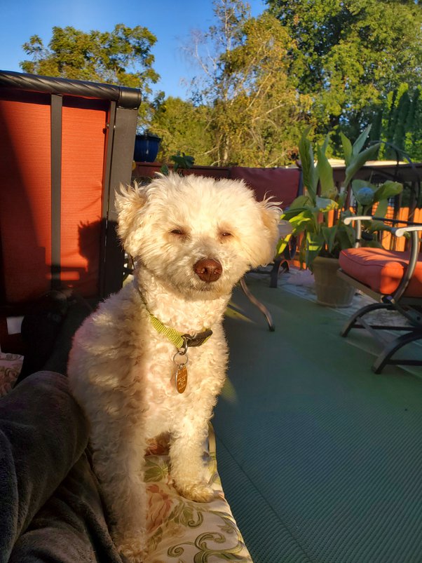 Why Do Some Dogs Like To Sleep Under The Covers