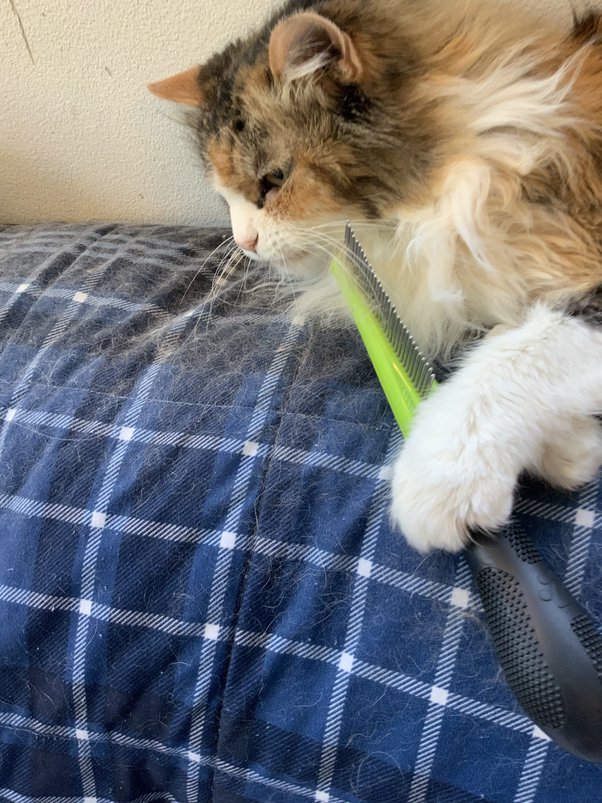 How to stop new towels from shedding lint Quora