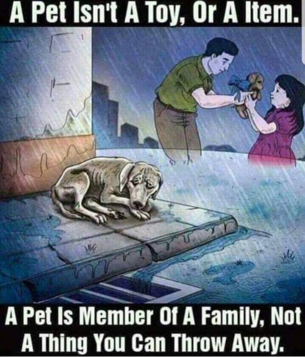 Is it better to have a cat or a dog? Why? Quora