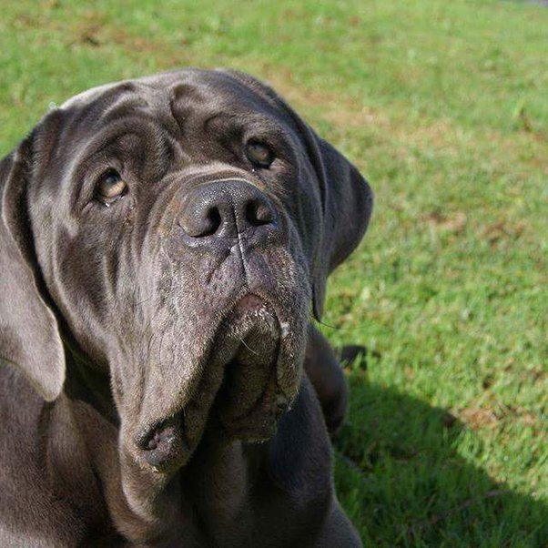 Do Dogs In Heat Stop Eating