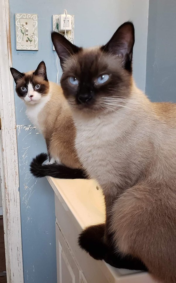 siamese mix cat traits Jolene Arevalo