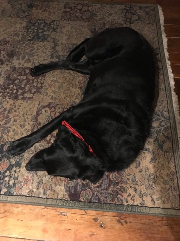 Can you train a dog to use pee pads and go outside? Quora