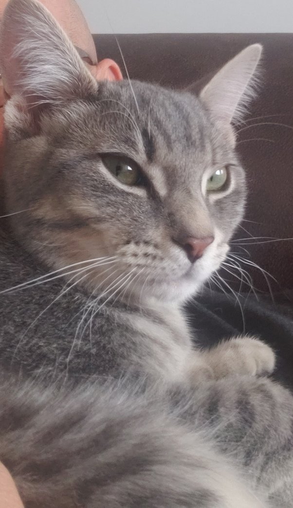 Do 'crazy cat ladies' only have cats as pets? Quora