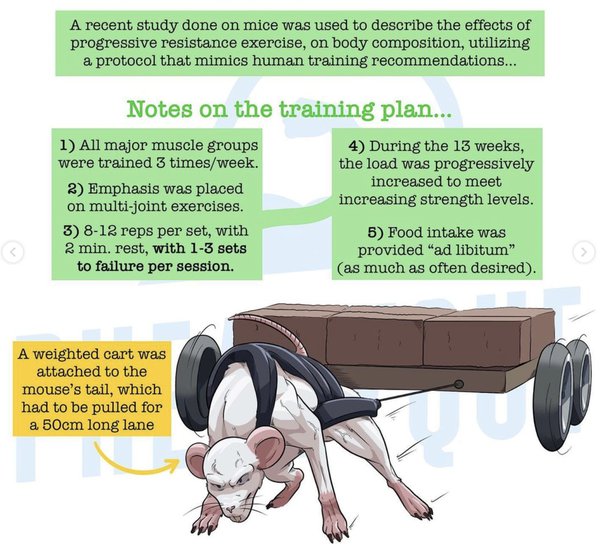 Why does lifting weights build muscle? Quora