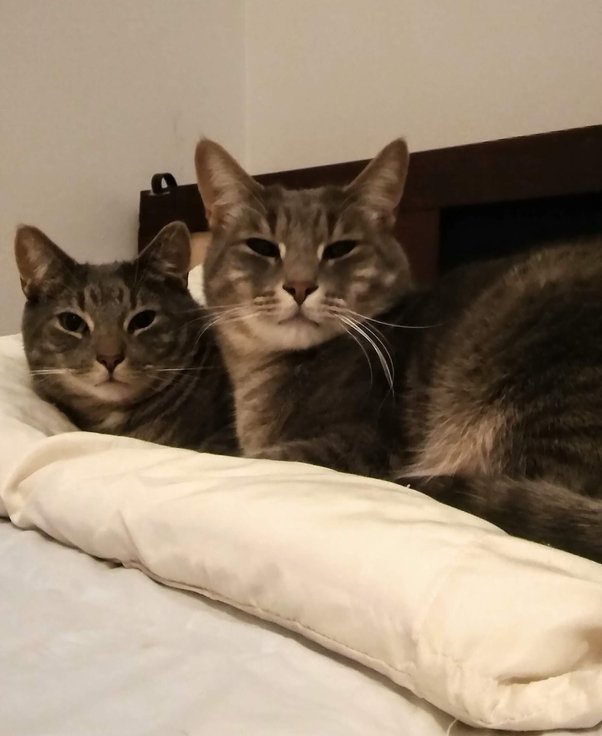 Is it normal for a stray cat to hide all the time? Quora