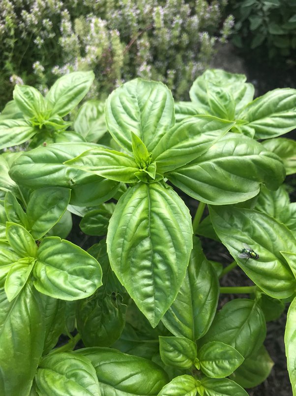 Can you make basil stop flowering & stop being bitter after it has