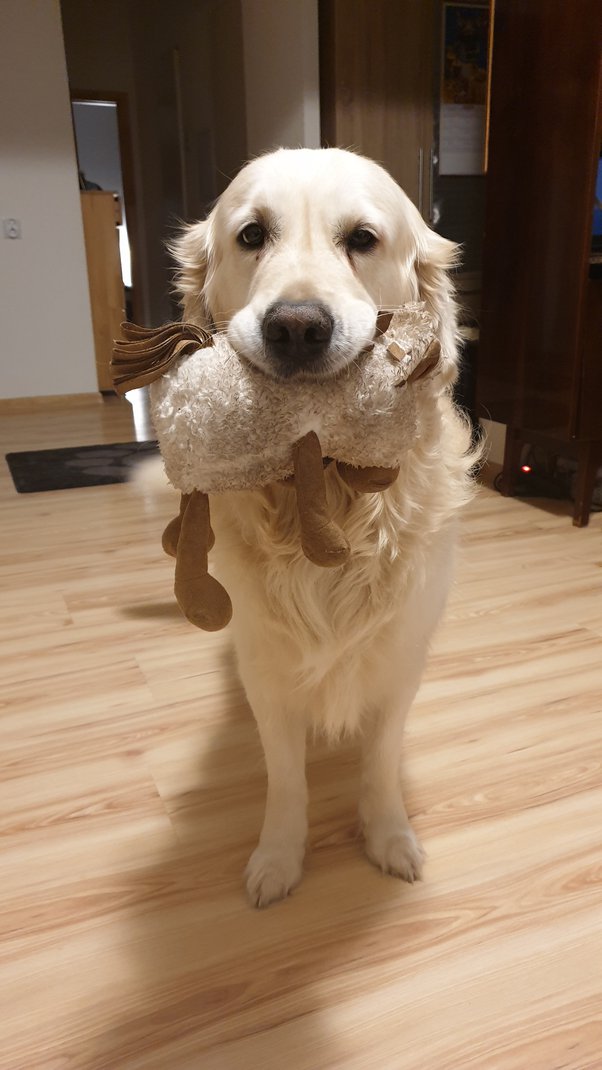 Why do dogs hump their stuffed toys? Quora