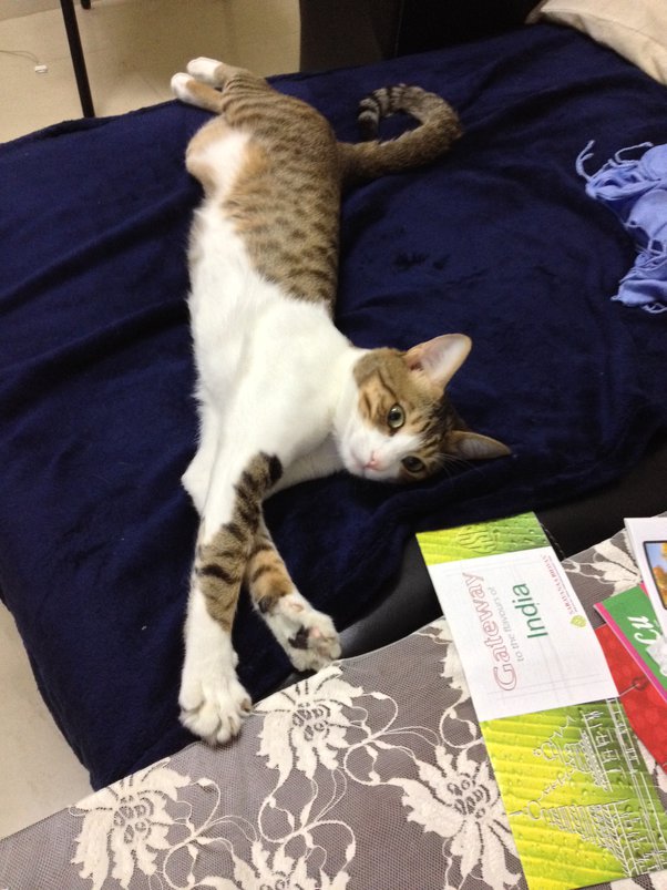 Why does my cat flip and roll over the floor of my house? Quora