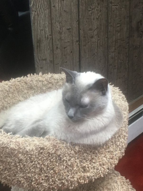 Is it possible to keep a Fisher Cat as a pet? Quora