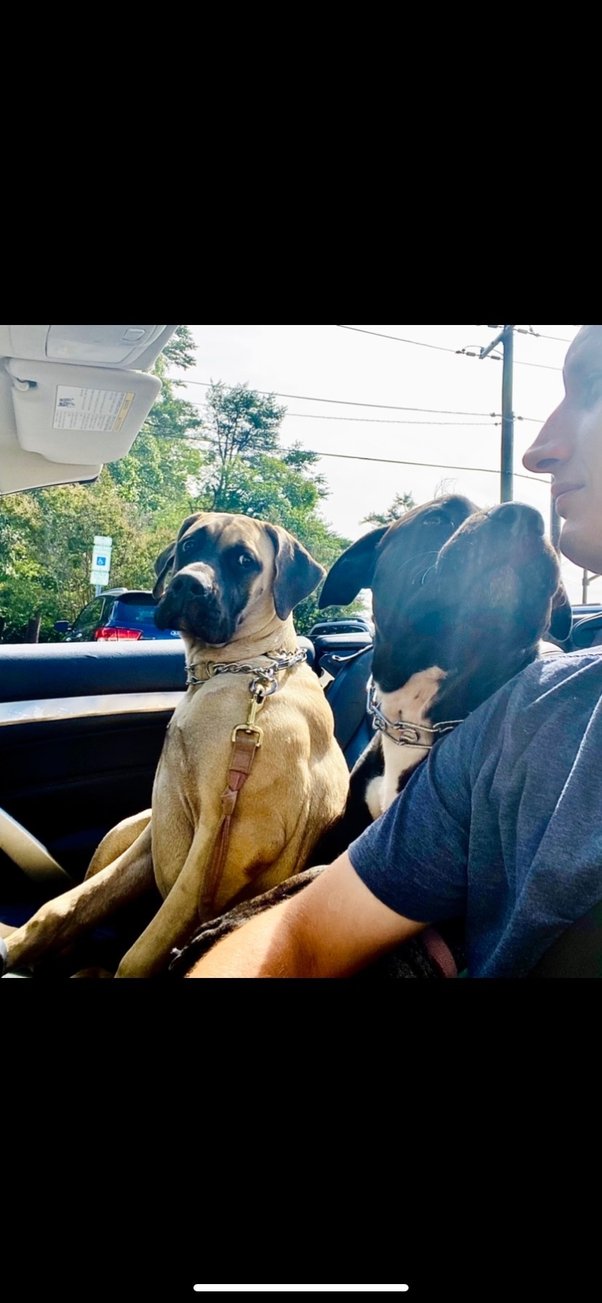 Should I get a second dog to keep my first one company during the day