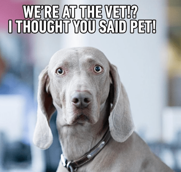 7+ Aspca Chocolate Toxicity Calculator KylleChantilly