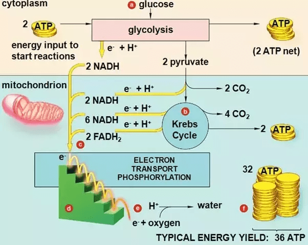 How much ATP is produced in a prokaryotic cell in a krebs cycle and etc