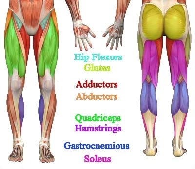 This month's muscle of the month focusses on the hamstrings, a very powerful group of muscles that extend prasarita padotanasana lengthens the hamstrings even though the legs are wider than just a poses that contract the hamstrings. Does it make sense to have leg day 3 times a week, or is ...