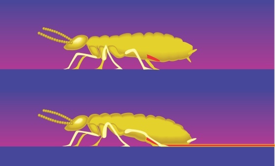 How do subterranean termites communicate with each other? Quora