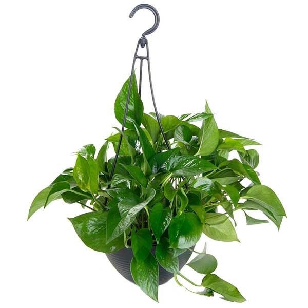 Which tree or plants are good for my home decor? Quora