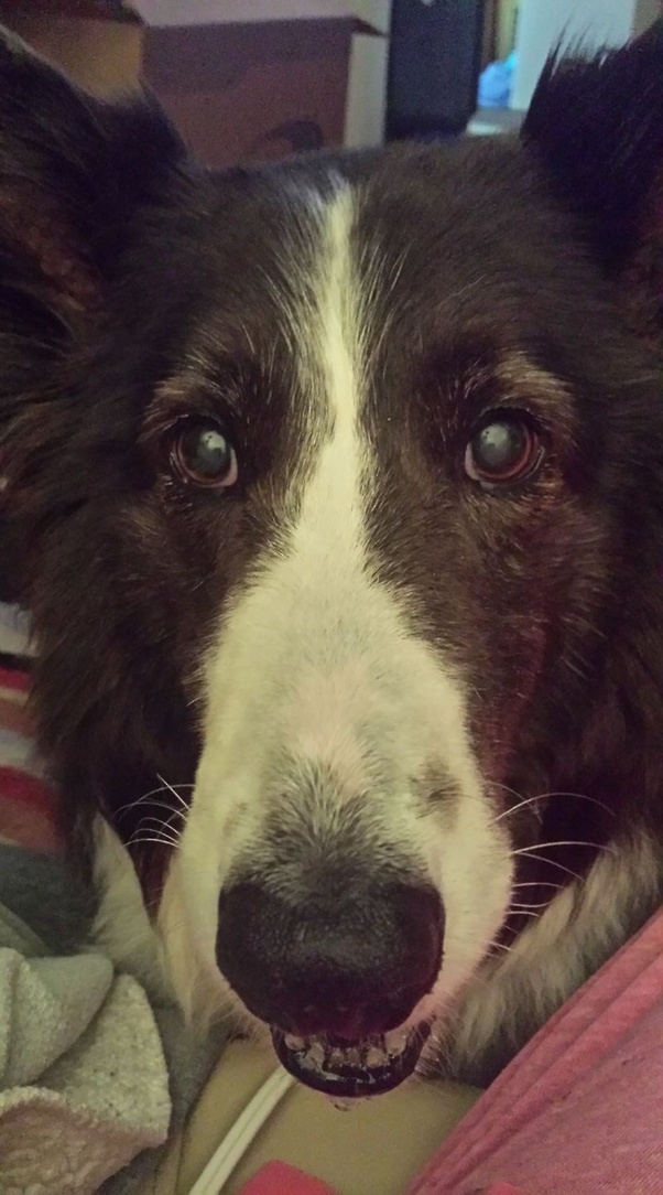 How to know if my dog Has cataracts Quora