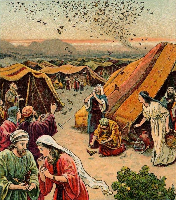 What did Israelites eat in the desert? Quora