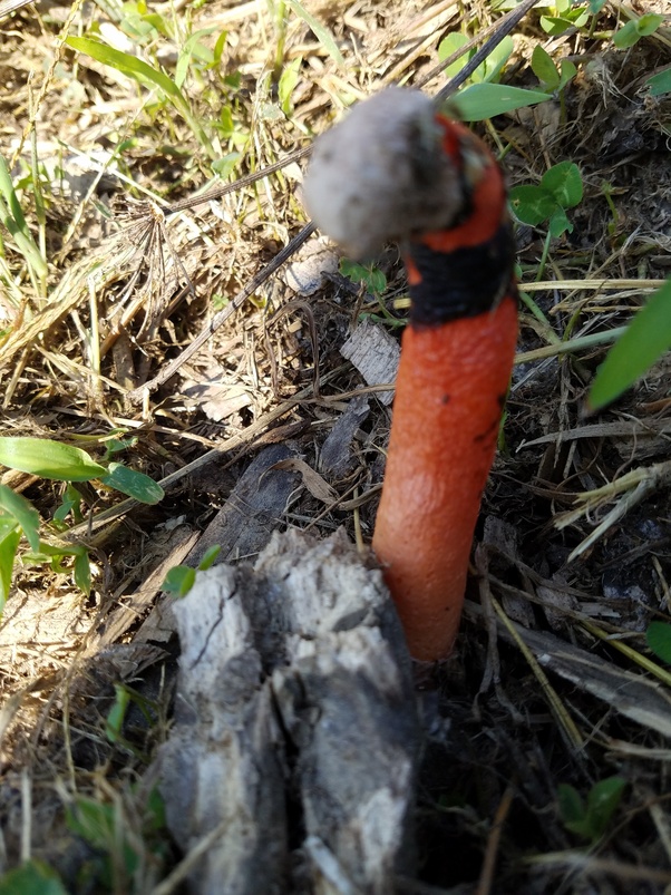 What can I do to encourage wild mushrooms to grow in my garden? Quora