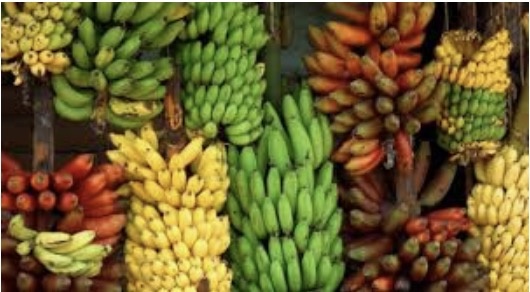 How many varieties of banana are there? Quora